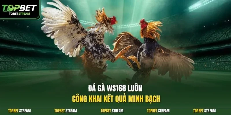 Đá gà WS168 luôn công khai kết quả minh bạch