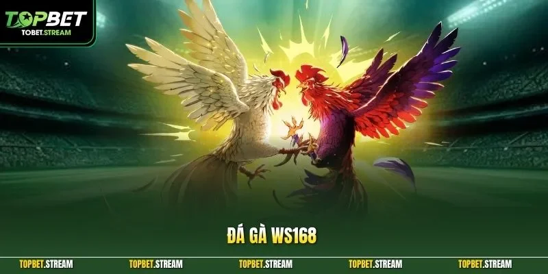 Đá gà WS168