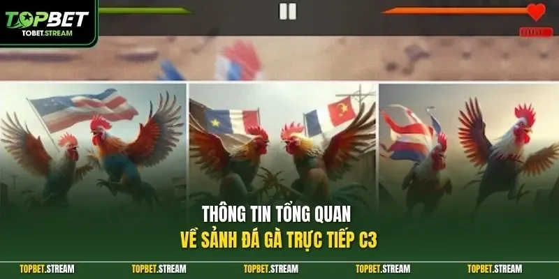 Thông tin tổng quan về sảnh đá gà trực tiếp C3